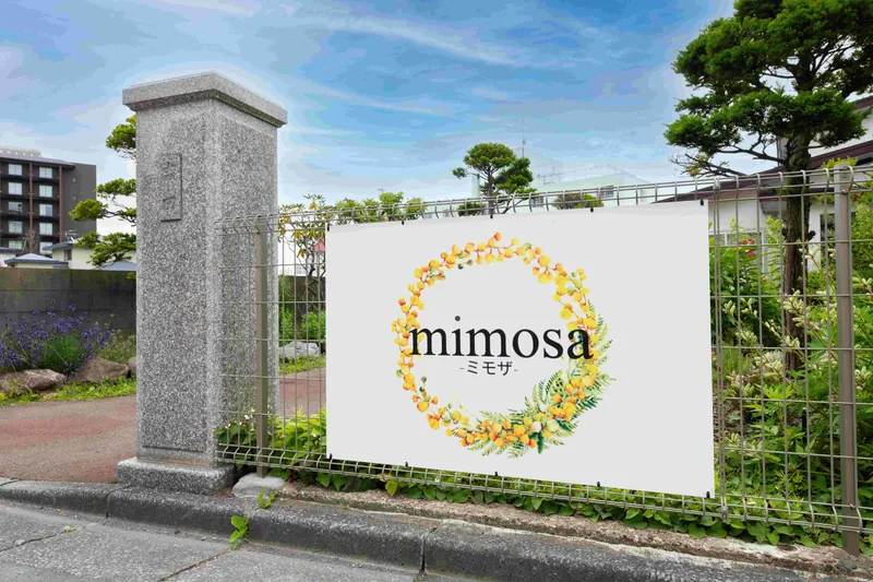 mimosa 사진 2